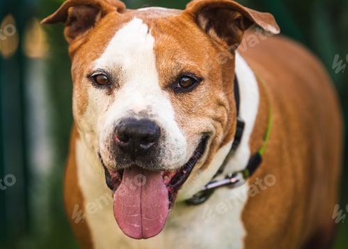 Preview: Staffordshire Amstaff dog recovered health after stroke