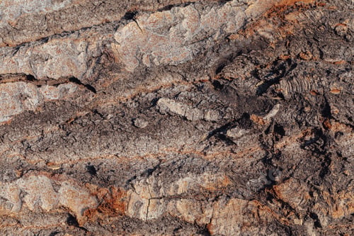 Preview: Texture of old tree bark
