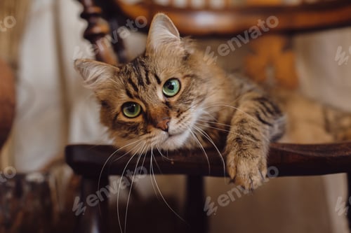 Preview: Beautiful tabby cat with curious look relaxing on wooden chair in bohemian room. Adorable Maine coon
