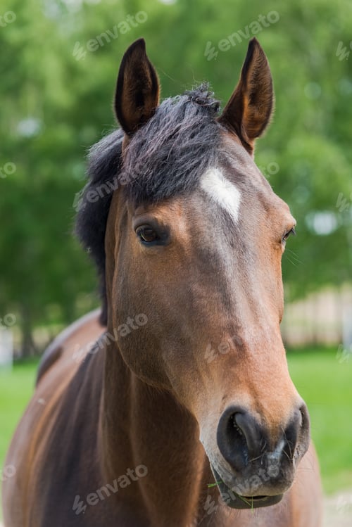 Preview: Chestnut horse head close portrait