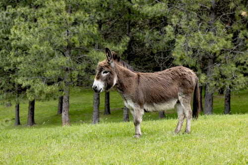 Preview: Cute little miniature donkey.