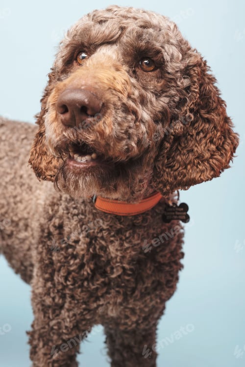 Preview: Adorable brown-furred labradoodle standing alert, gazing directly into the camera