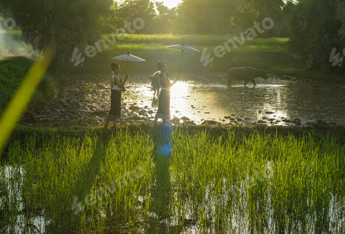 Preview: Agriculture Asia. Asian farmer workers working at rice farm fields and harvesting rice. Asian farmer