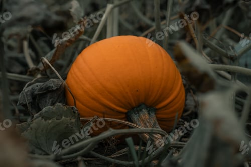 Preview: Large Pumpkin Field