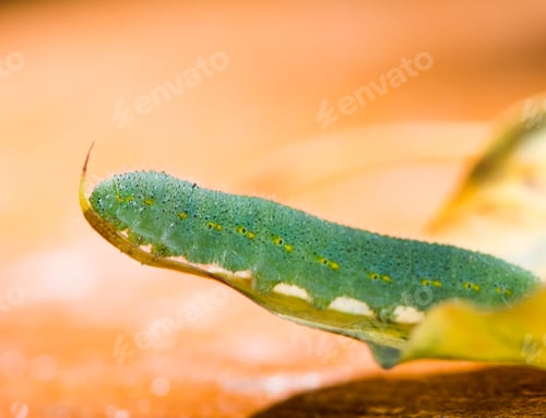 Preview: Green caterpillar of a butterfly