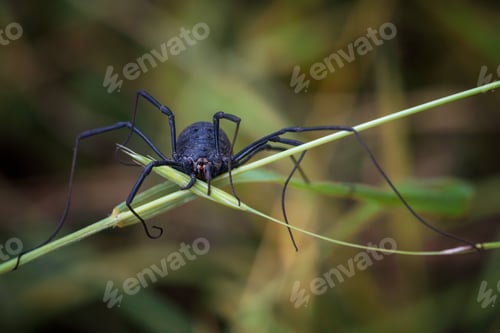 Preview: Close-up of a black Opiliones family spider perched on a green leaf with a long legs