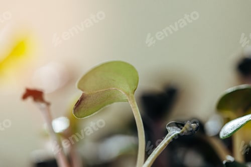 Preview: Close-up of young green sprouts of micro greens