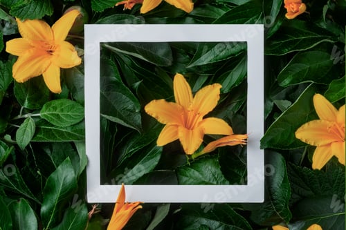 Preview: Paper frame focuses on single orange daylily, creating a vivid contrast with lush green leaves