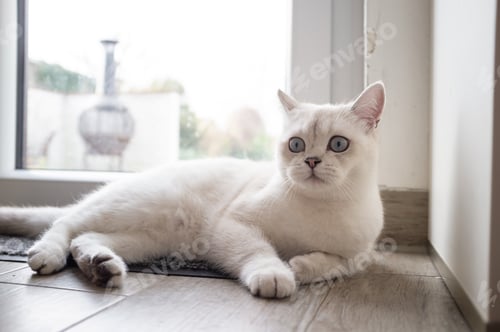 Preview: Funny cat lies in the hallway, near the glass door and looks in surprise with its big blue eyes.