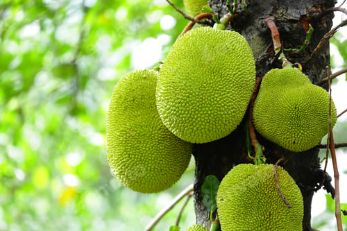 Preview: jack fruits
