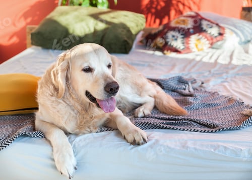 Preview: Relaxing Golden Retriever Dog Lounging Comfortably Indoors