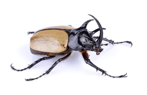 Preview: Big horned beetle on white background