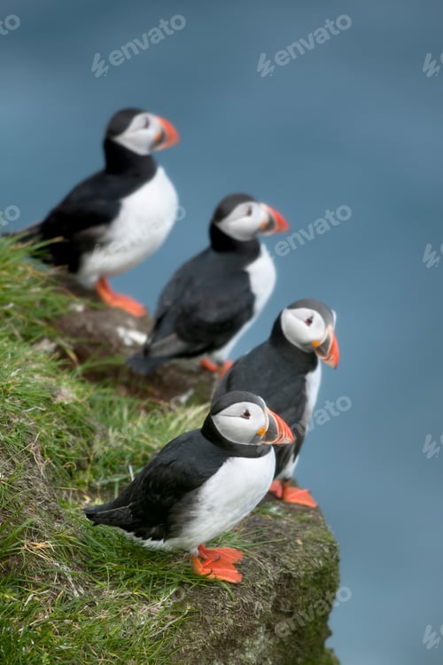 Preview: Atlantic Puffin or Common Puffin, Fratercula arctica, on Mykines, Faroe Islands