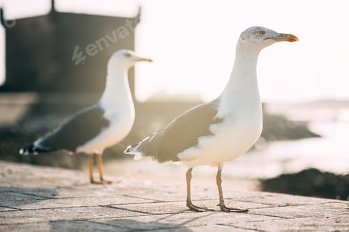 Preview: Seagull birds at a fort castle tower in Essaouira
