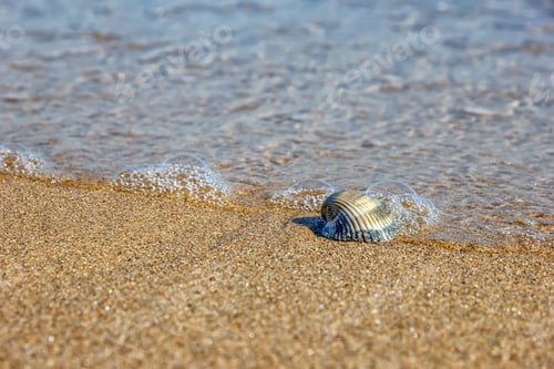 Preview: seashell