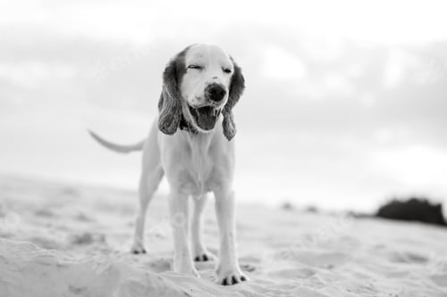 Preview: white cheerful young dog spaniel