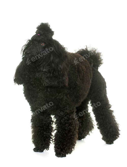 Preview: poodle in studio