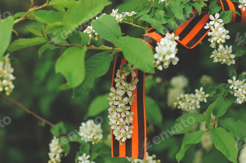 Preview: St. George’s ribbon on a spring blooming cherry tree on May 9 Victory Day. Patriotic war in Russia.