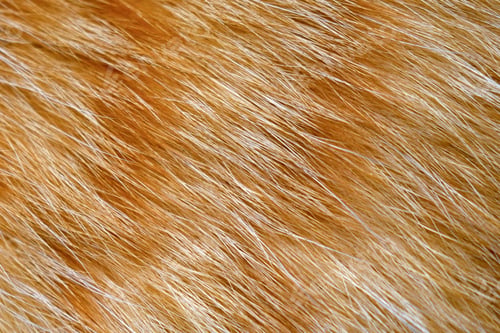 Preview: Ginger cat fur texture background.