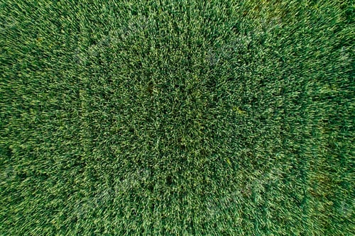 Preview: Top View of Lush Green Grass Blades in Spring, a Closeup Showing the Freshness of Nature