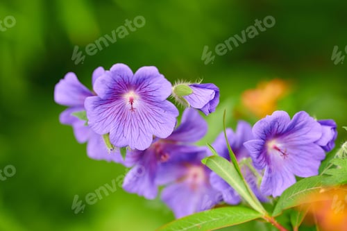Preview: Blue Geranium