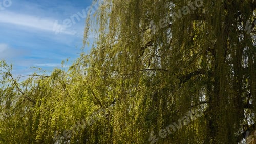 Preview: Weeping willow tree stands tall against clear blue sky.
