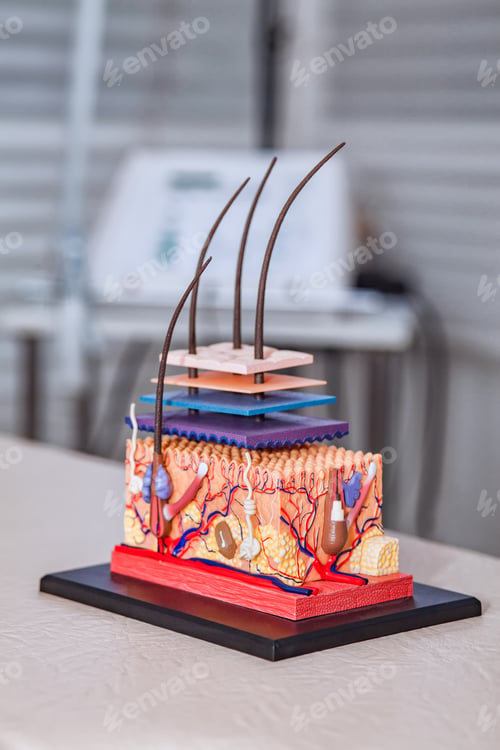 Preview: Pastic model of skin structure with hair for education in the cosmetologist's office
