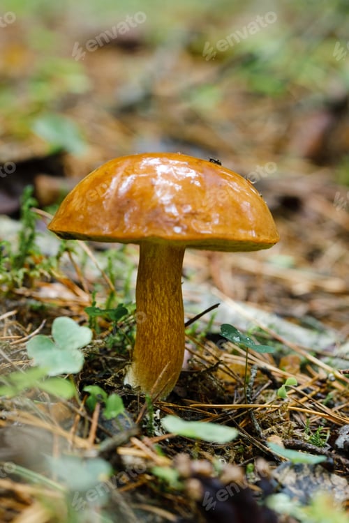 Preview: A flywheel mushroom growing in the forest. Mushroom picking. Forest mushrooms