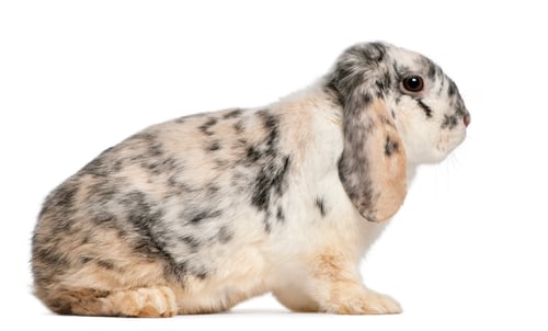 Preview: Tri Color Spotted French Lop rabbit, 2 months old, Oryctolagus cuniculus