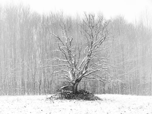 Preview: Tree during a blizzard in Wassergspreng, Austria.