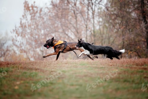 Preview: Group of dogs on a Foggy Autumn Morning. Dogs running. Fast dogs outdoor. Pets in the park.