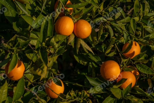 Preview: Oranges adorned on a tree branch with lush green foliage.