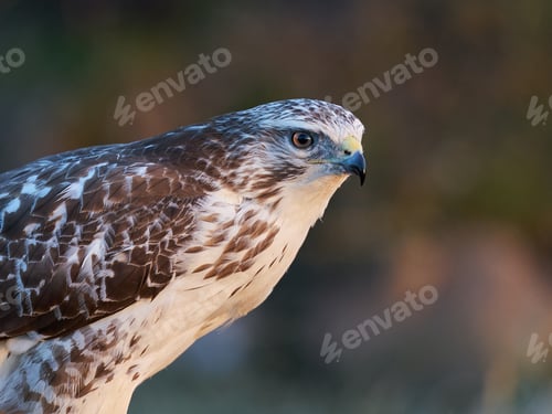 Preview: Common buzzard (Buteo buteo)