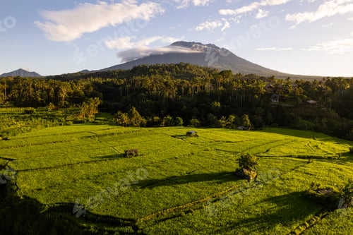 Preview: Aerial sunrise view of green rice fields and Mount Agung in Bali, Indonesia
