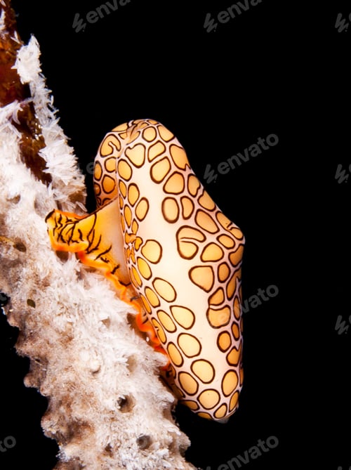 Preview: Amazing underwater world, Underwater world scene.