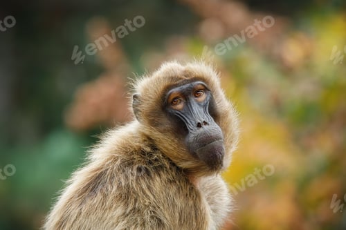 Preview: Close-up of a gelada monkey with soft fur and expressive eyes in a natural setting