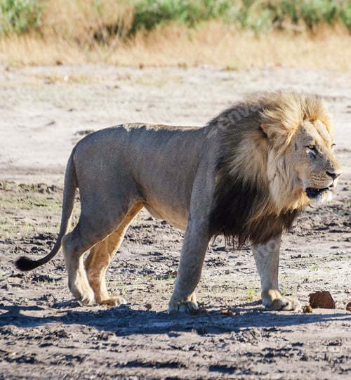 Preview: A Magical Botswana Wildlife pictures