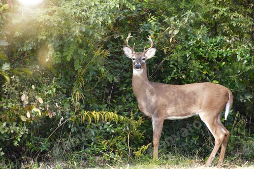 Preview: A white tail deer buck standing in front of trees and bushes looking at the camera. -