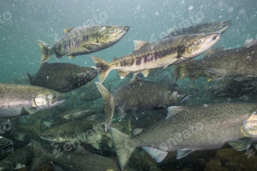 Preview: Salmon Spawning. Underwater in a River