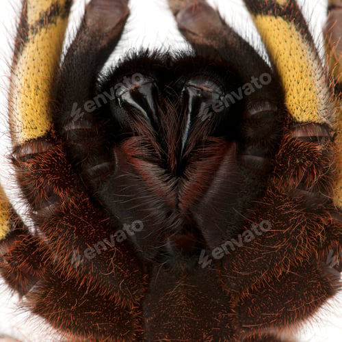 Preview: Close-up of Tarantula spider, Poecilotheria Fasciata, in front of white background