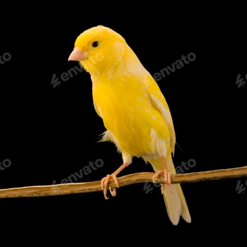 Preview: Yellow canary on its perch