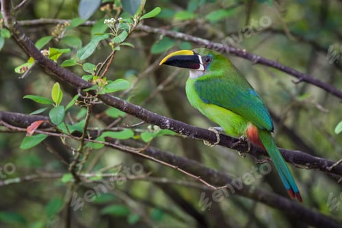 Preview: Green toucan in a tree