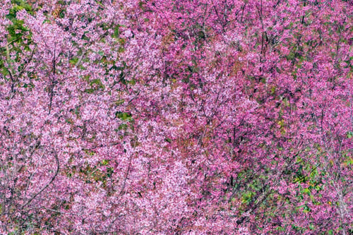 Preview: colorful flower on tropical tree in Thailand, natural scene in Asia