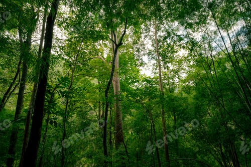 Preview: Dense green forest representing biodiversity and natural carbon capture. Sustainable forest