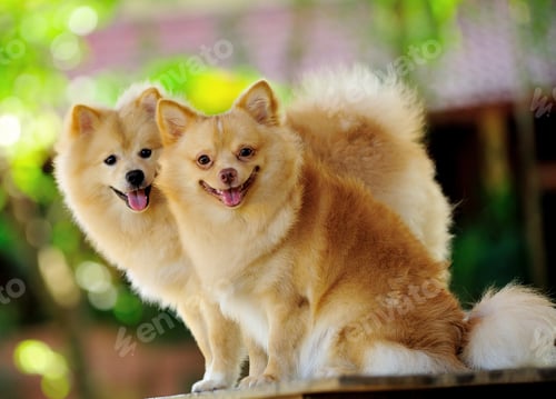 Preview: Pomeranian Spitz dog