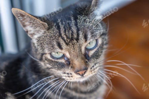 Preview: Impressive look of a gray and white domestic cat with blue eyes