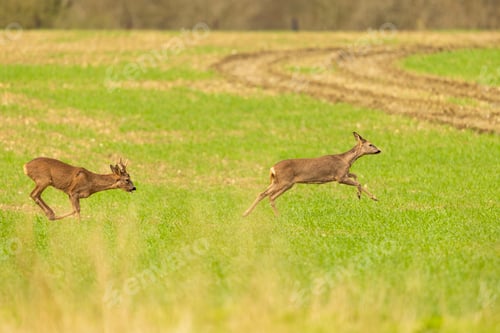 Preview: Male Roe Deer chasing a female through a field.