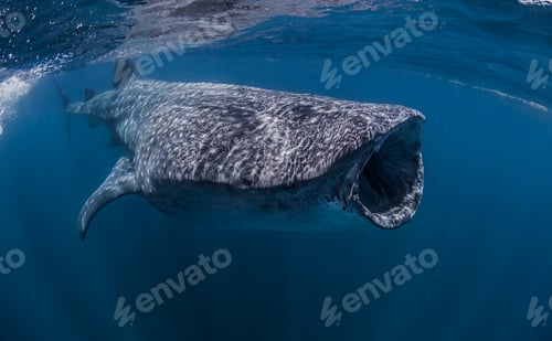 Preview: Whale shark near Isla Mujeres, Mexico