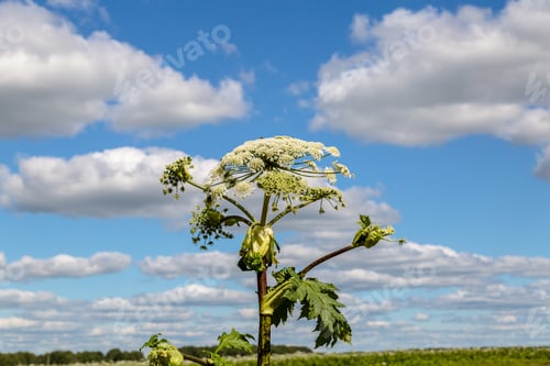 Preview: Heracleum Sosnowskyi contain the intense toxic allergen furanocoumarin