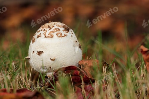 Preview: Mushroom With Autumn Colors - Photograph Taken At Ground Level Of A Mushroom Surrounded By Autumn